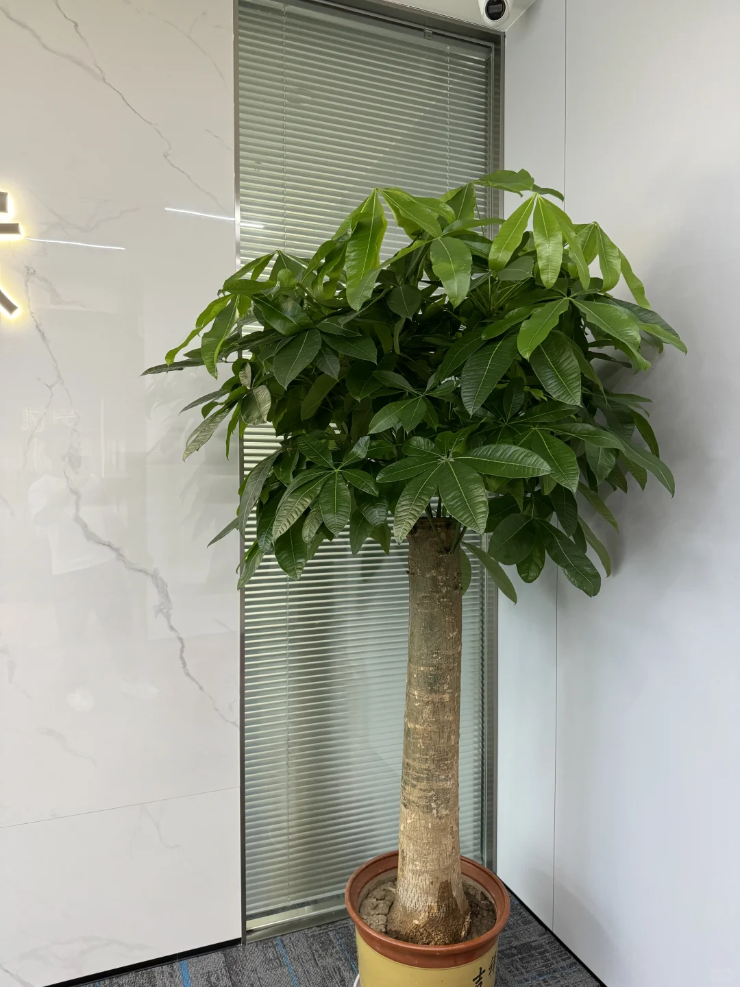 办公室必备的8️⃣款绿植☘️