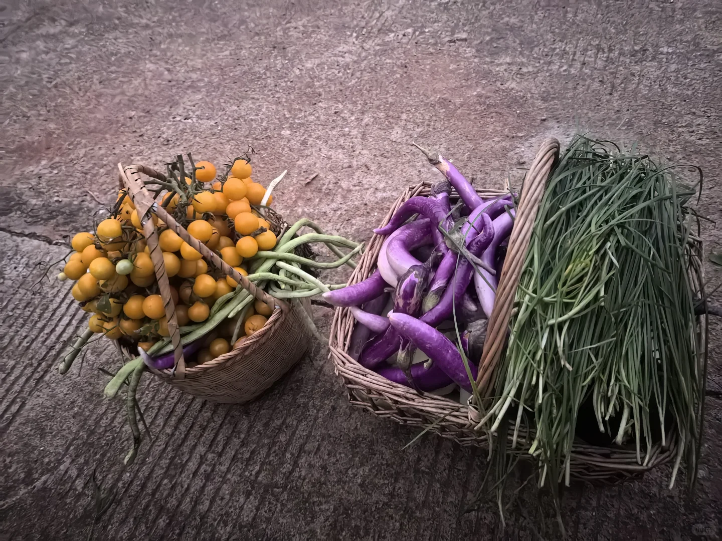 春播最后一批西红柿，明天开始整地迎接秋播