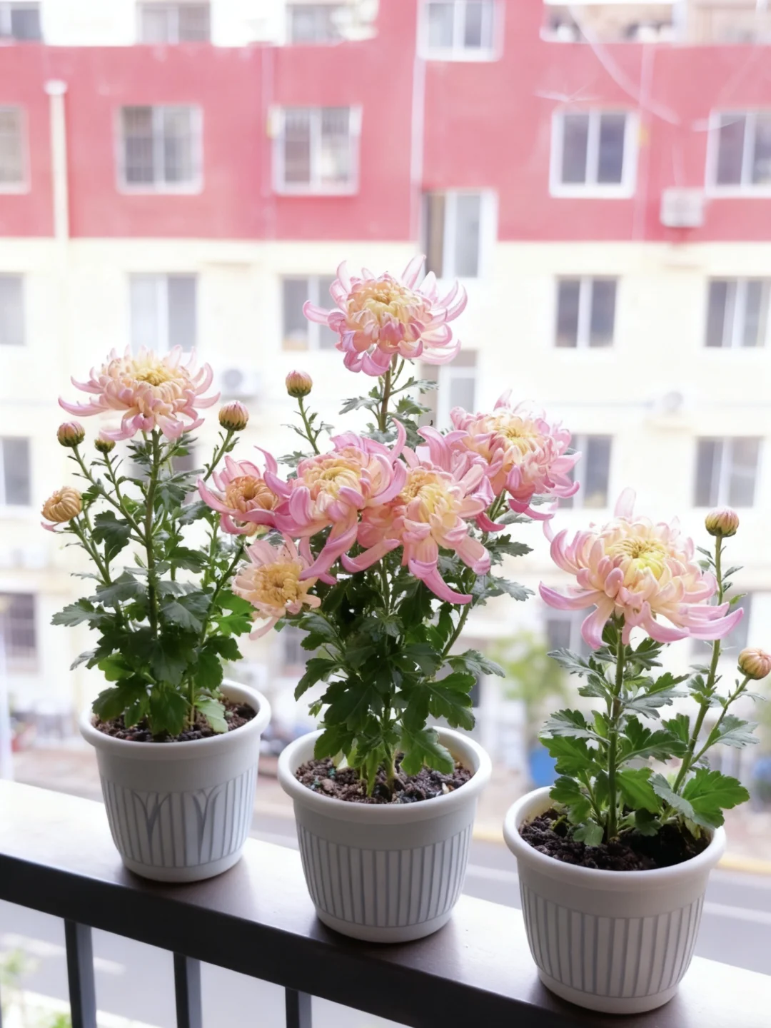 先声明，网购的，我只养了十来天！不要喷