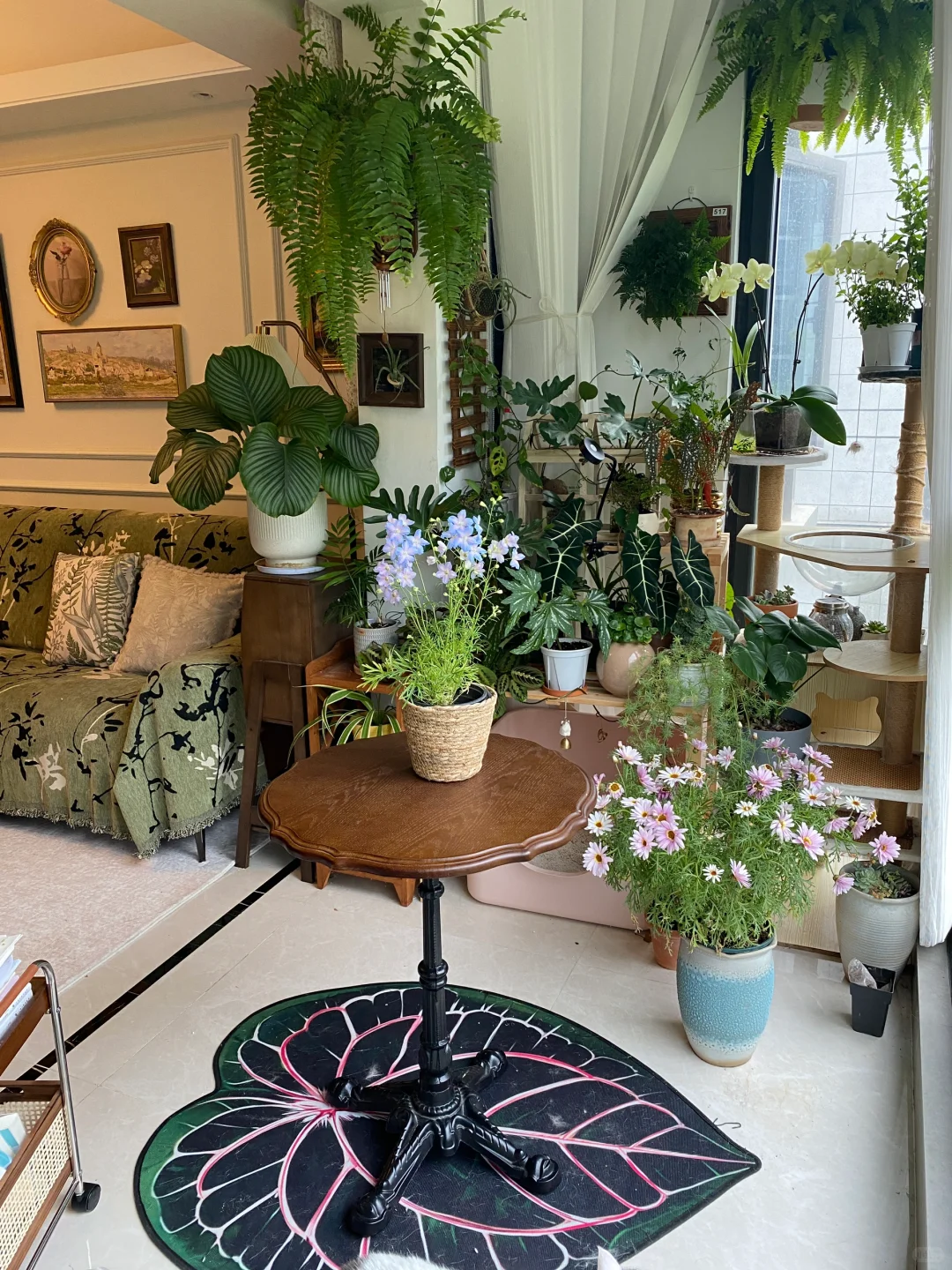 向大家强烈安利小花飞燕草！！这也太梦幻了！