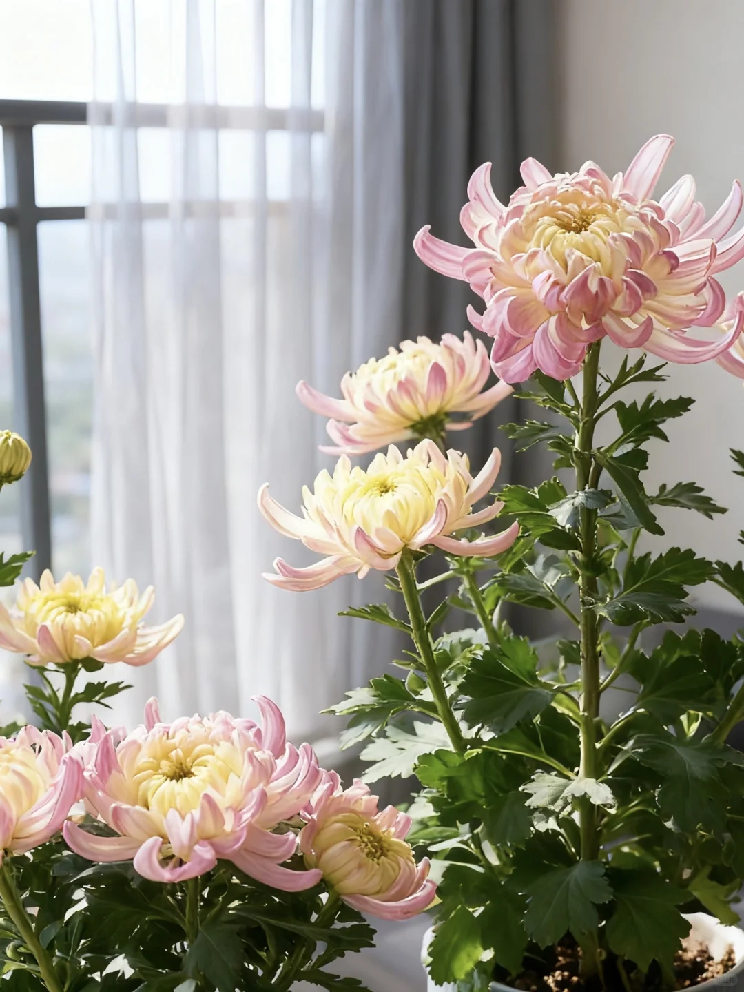 不是亲手带大的？是网购带花苞的苗。