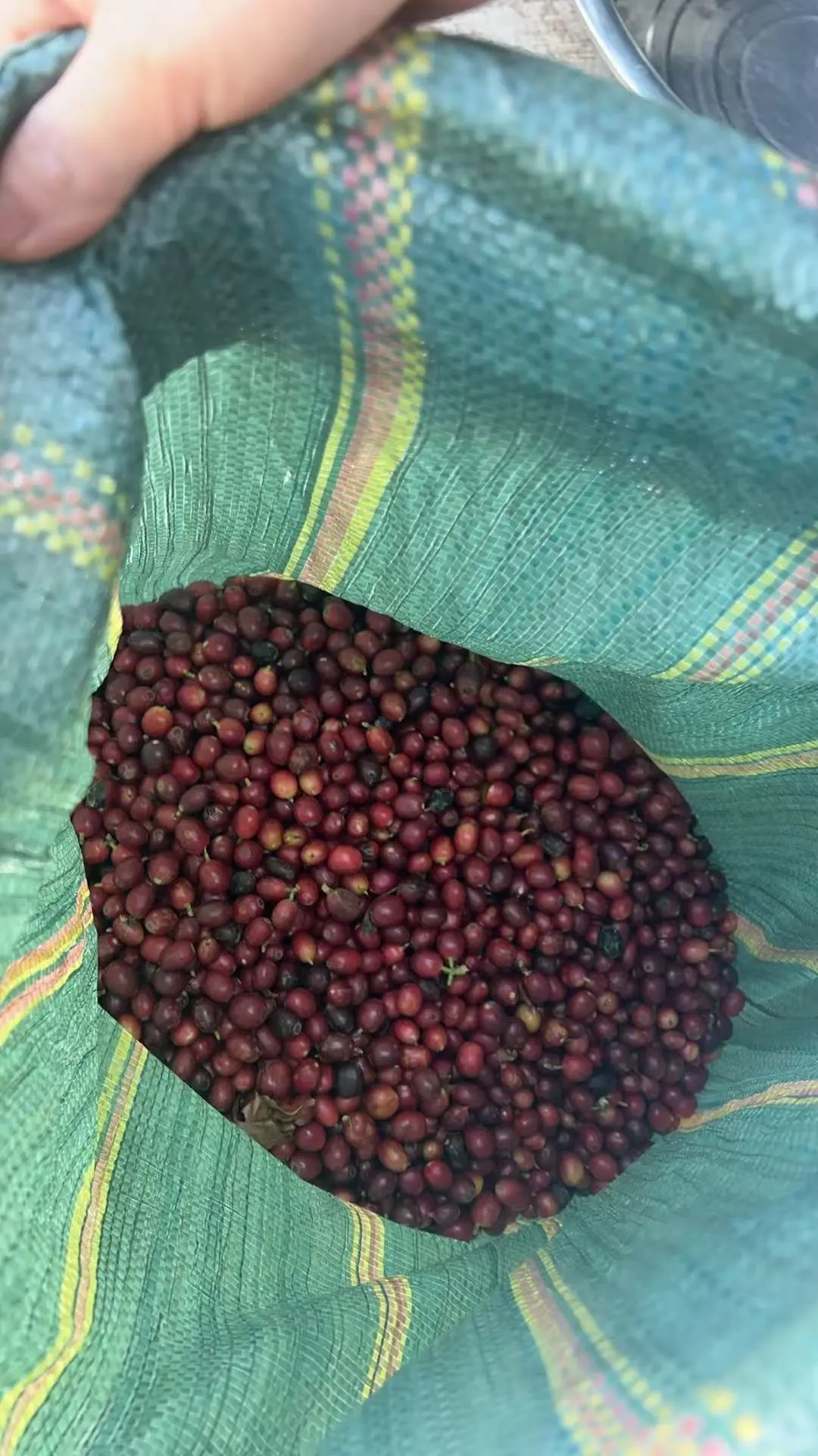 报名：云南产区游 | 生豆处理及烘焙综合课