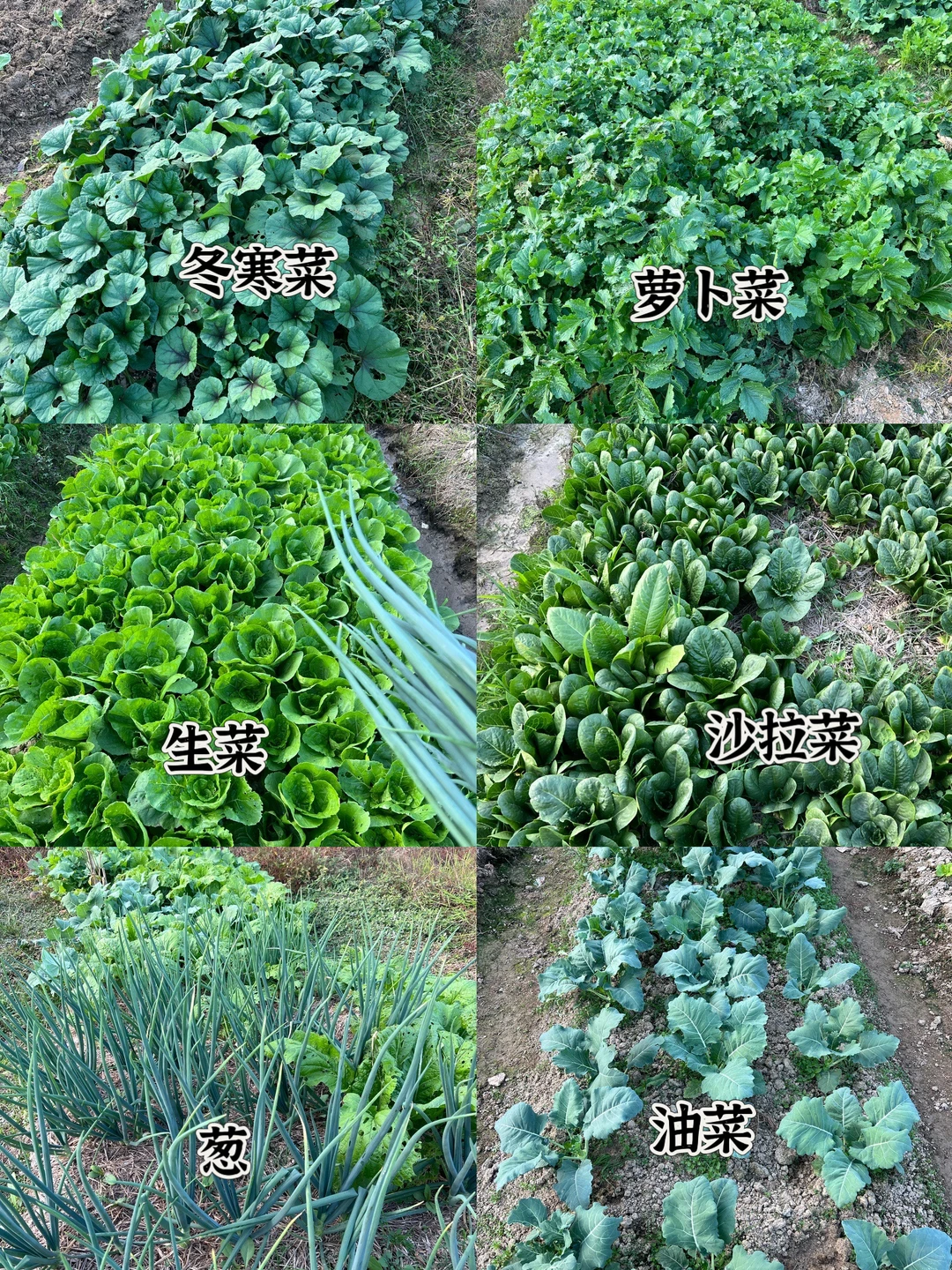 ?‍?我们生机勃勃的菜园子#长沙县农村