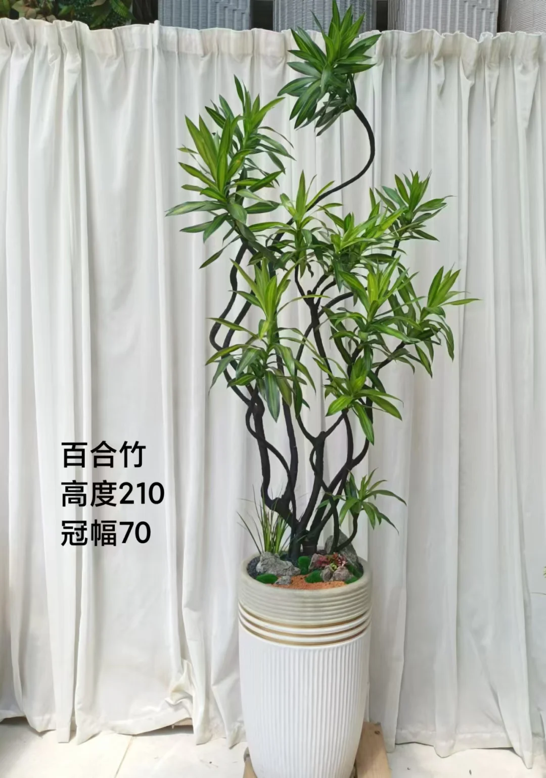 办公室必备的8️⃣款绿植☘️