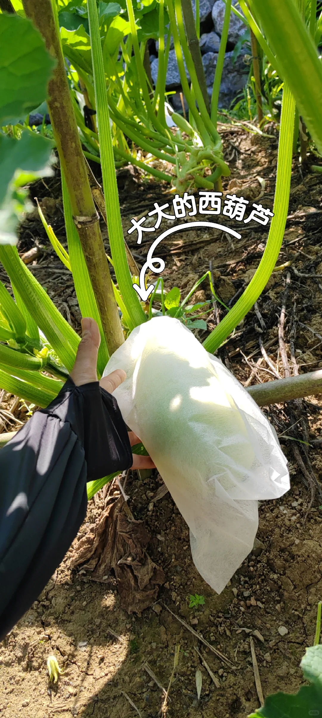 春天播种的蔬菜，夏天也是丰收的季节