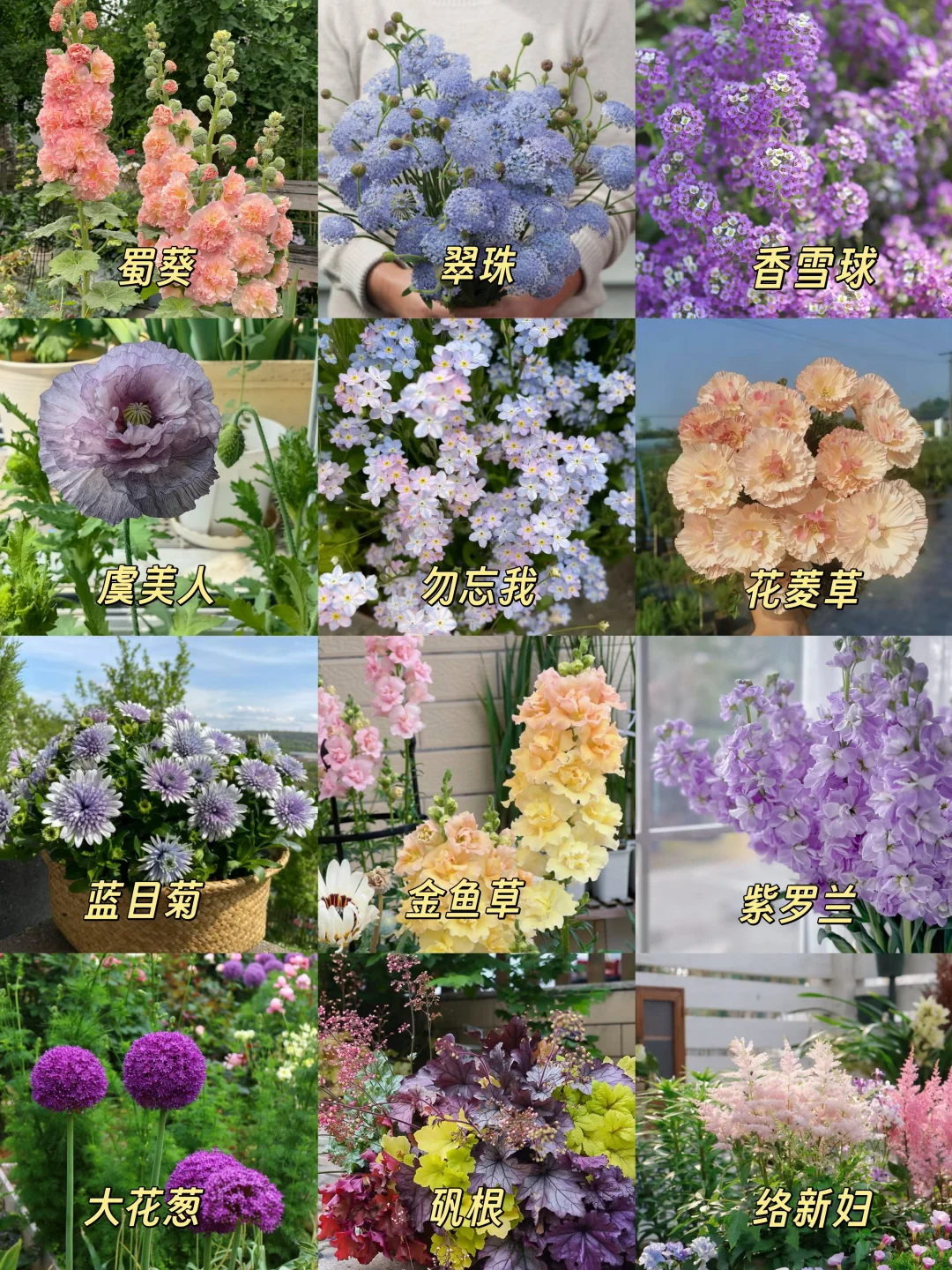 4️⃣8️⃣种冬天也能养的花 闭眼入不踩雷‼️