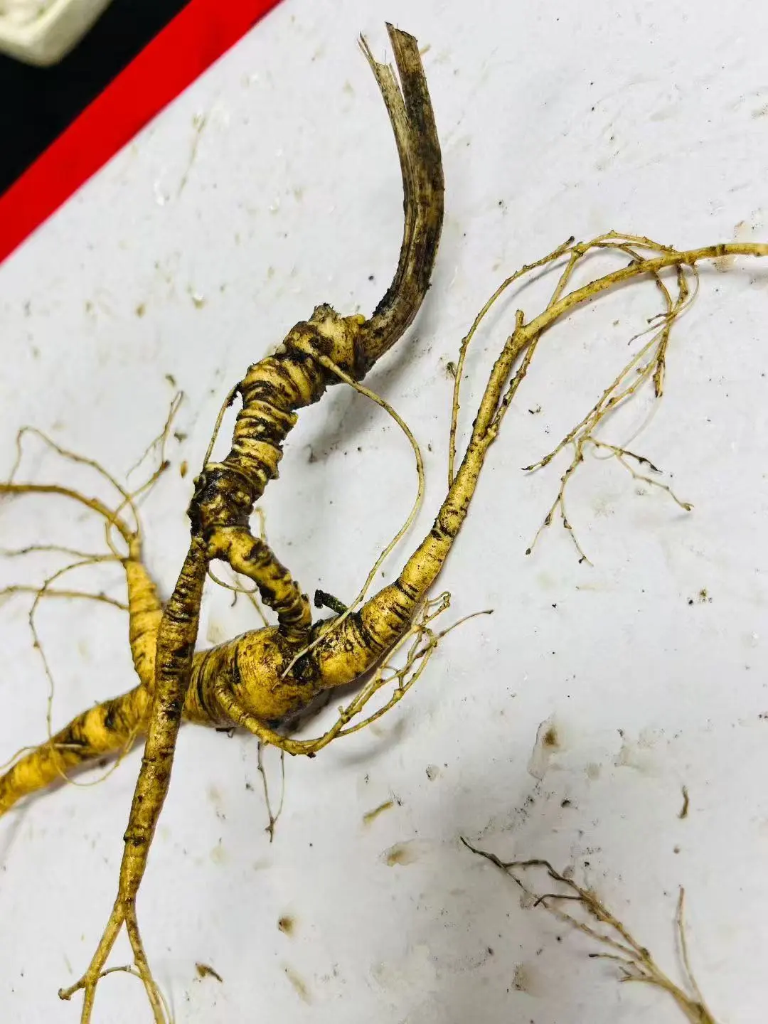 野山参：放山货，20克，芦大残再生，4指芦