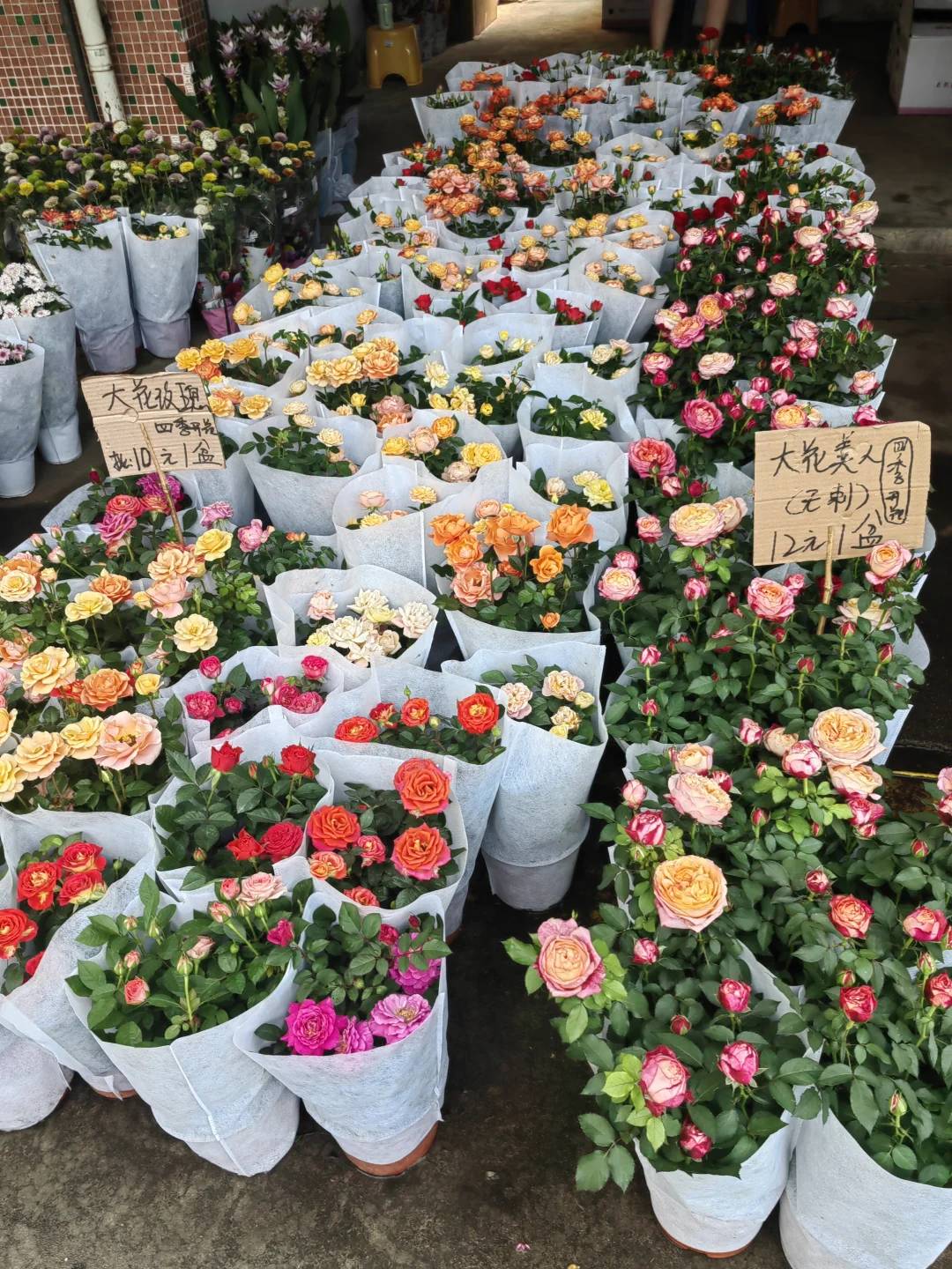 花花品种多了！2025.10.17岭南花卉市场