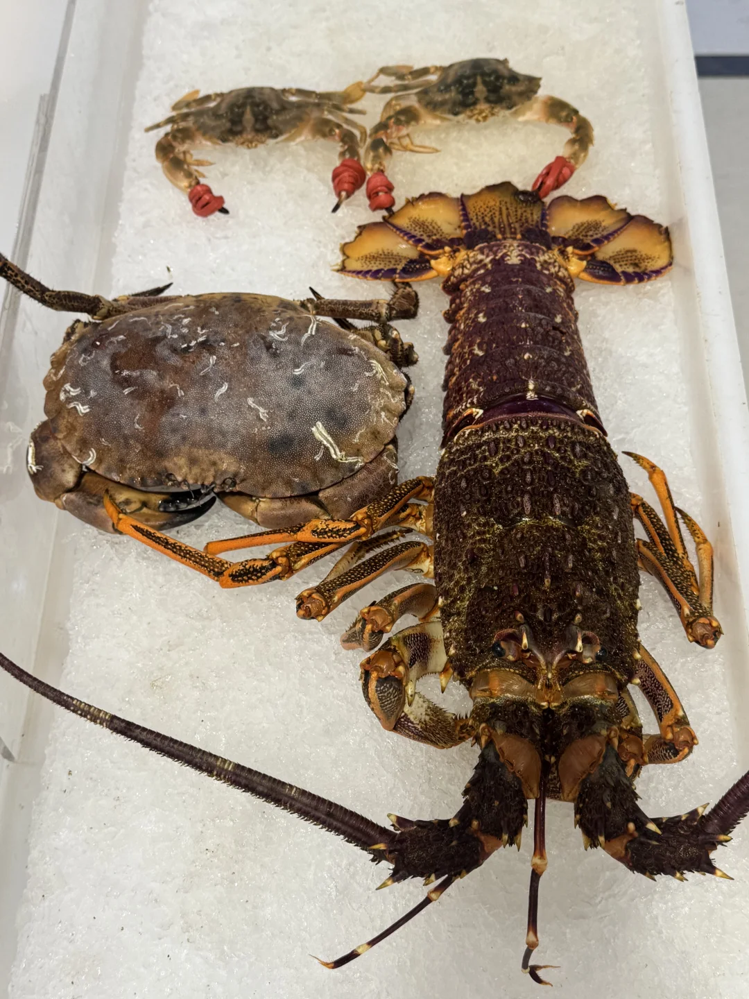 菜市场里的烟火气?