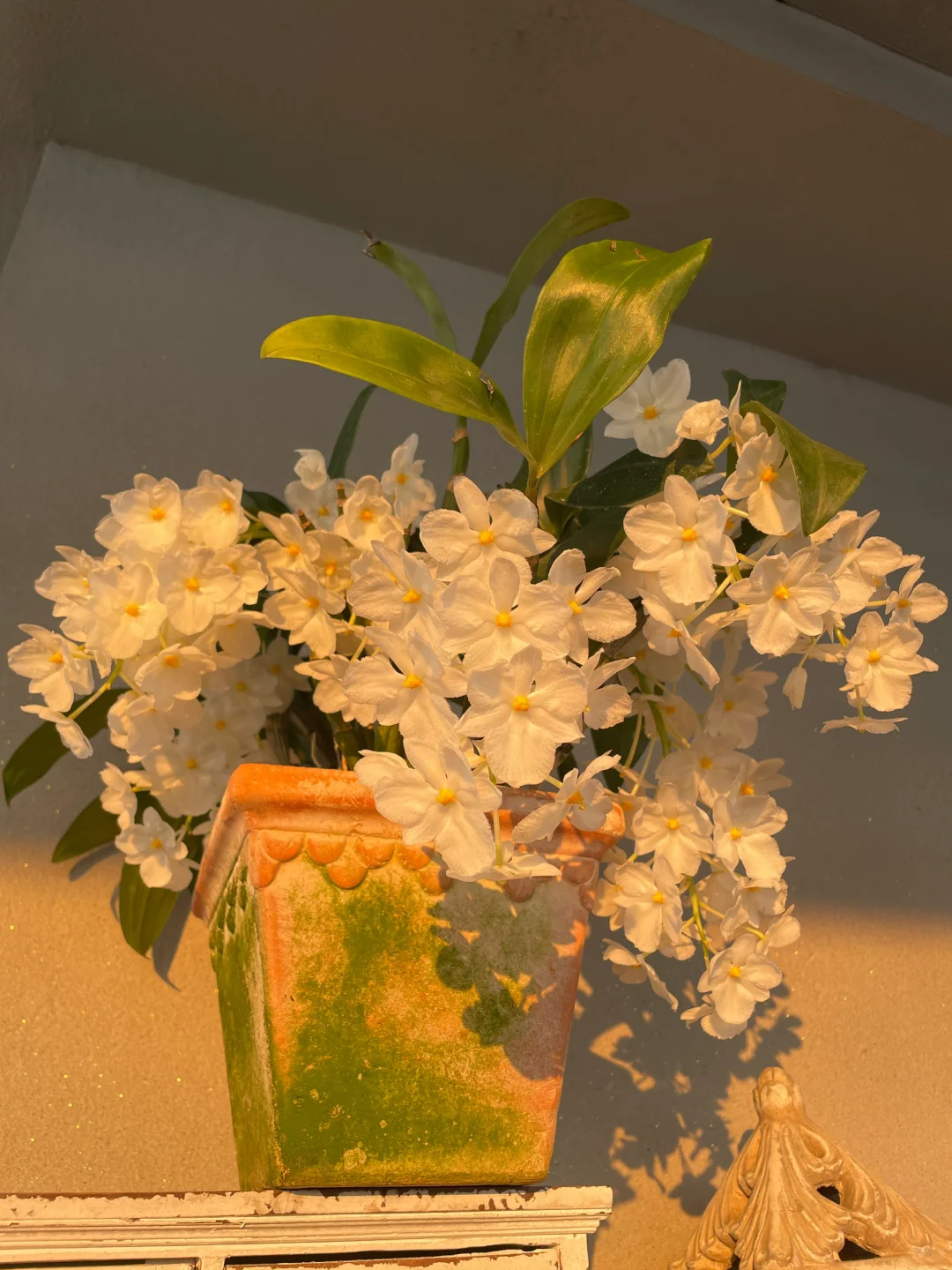 我的兰花（二）