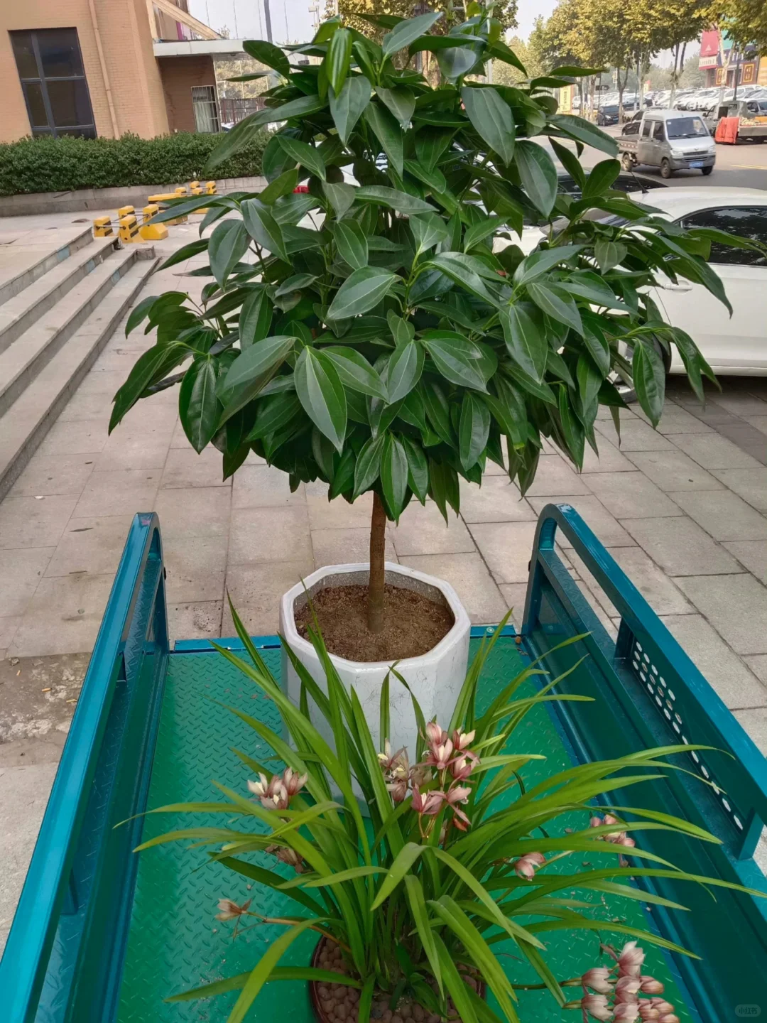 西安绿植送货上门，绿植养护、绿植出租