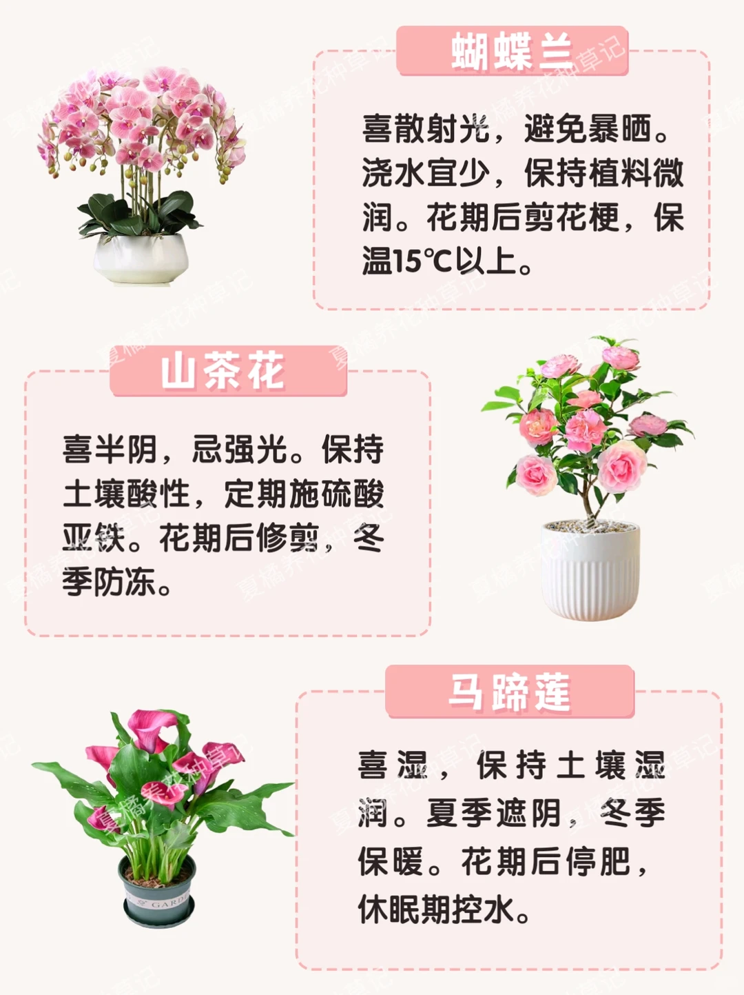 救命！这些粉粉嫩嫩的绿植也太治愈了吧