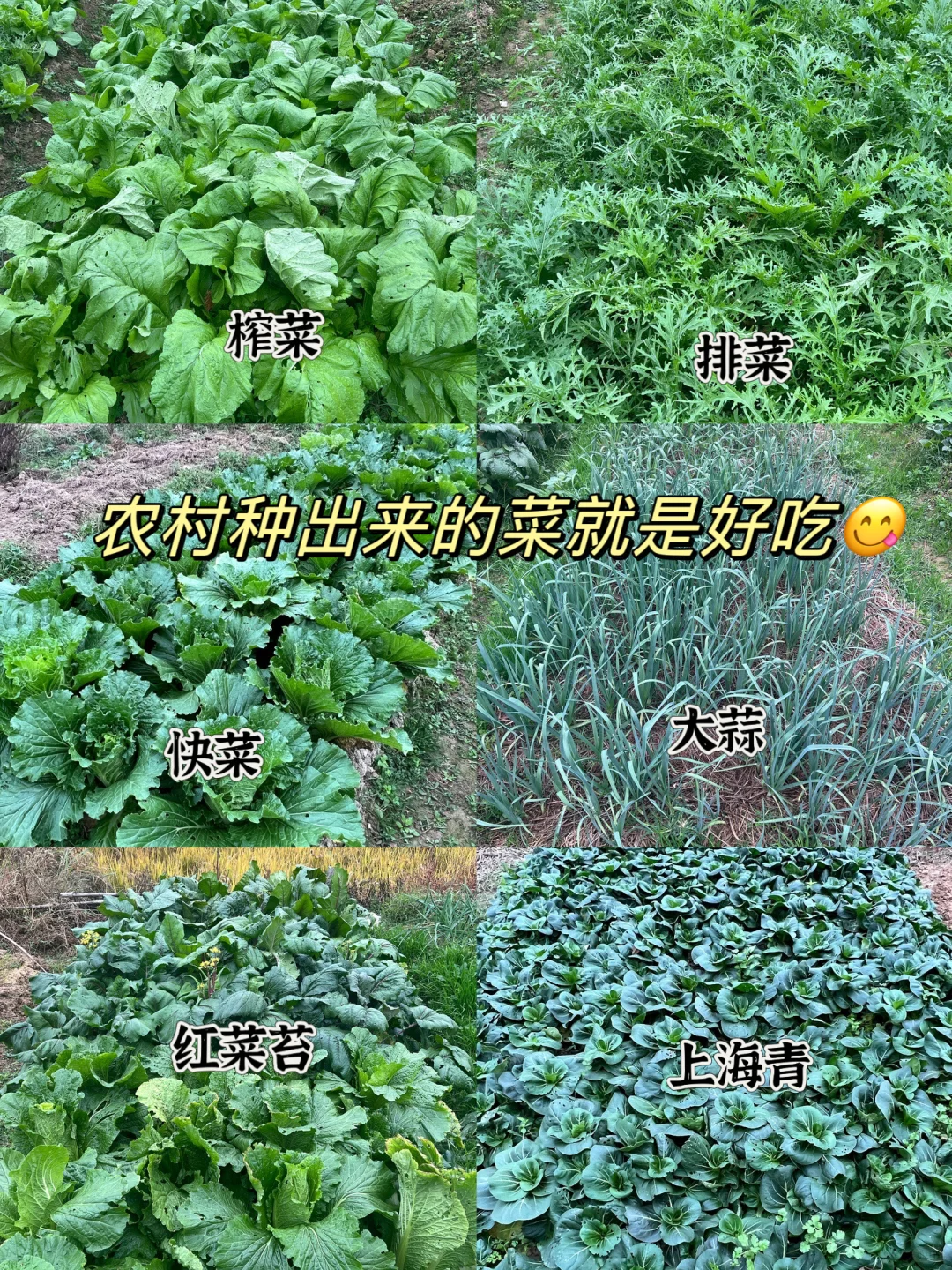 ?‍?我们生机勃勃的菜园子#长沙县农村