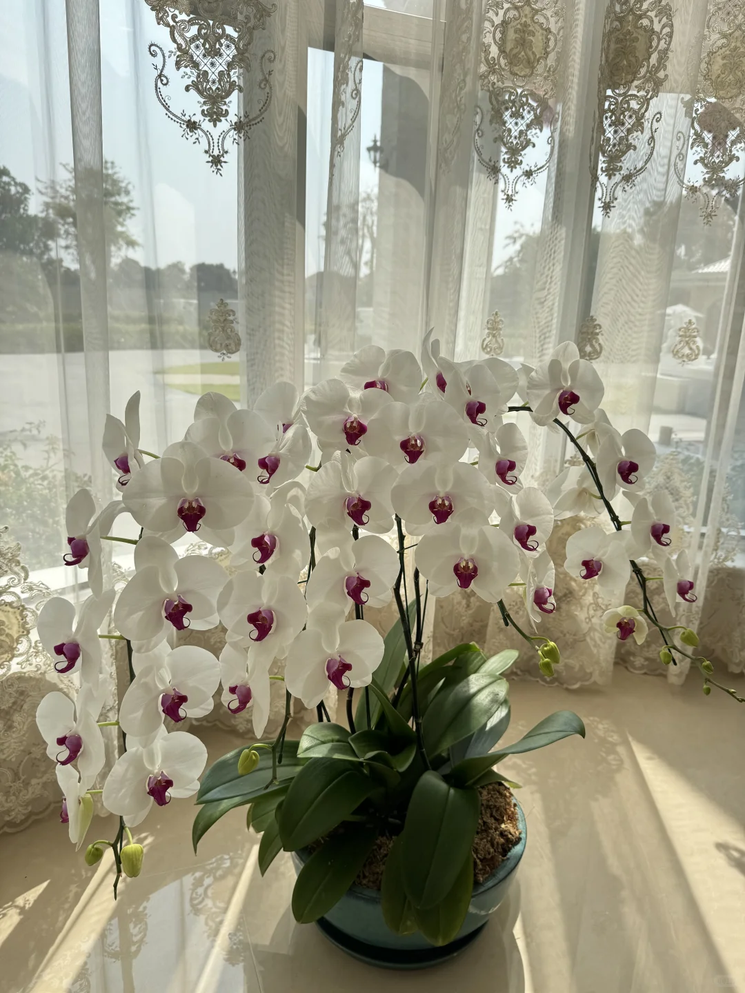 养兰花的尽头是蝴蝶兰