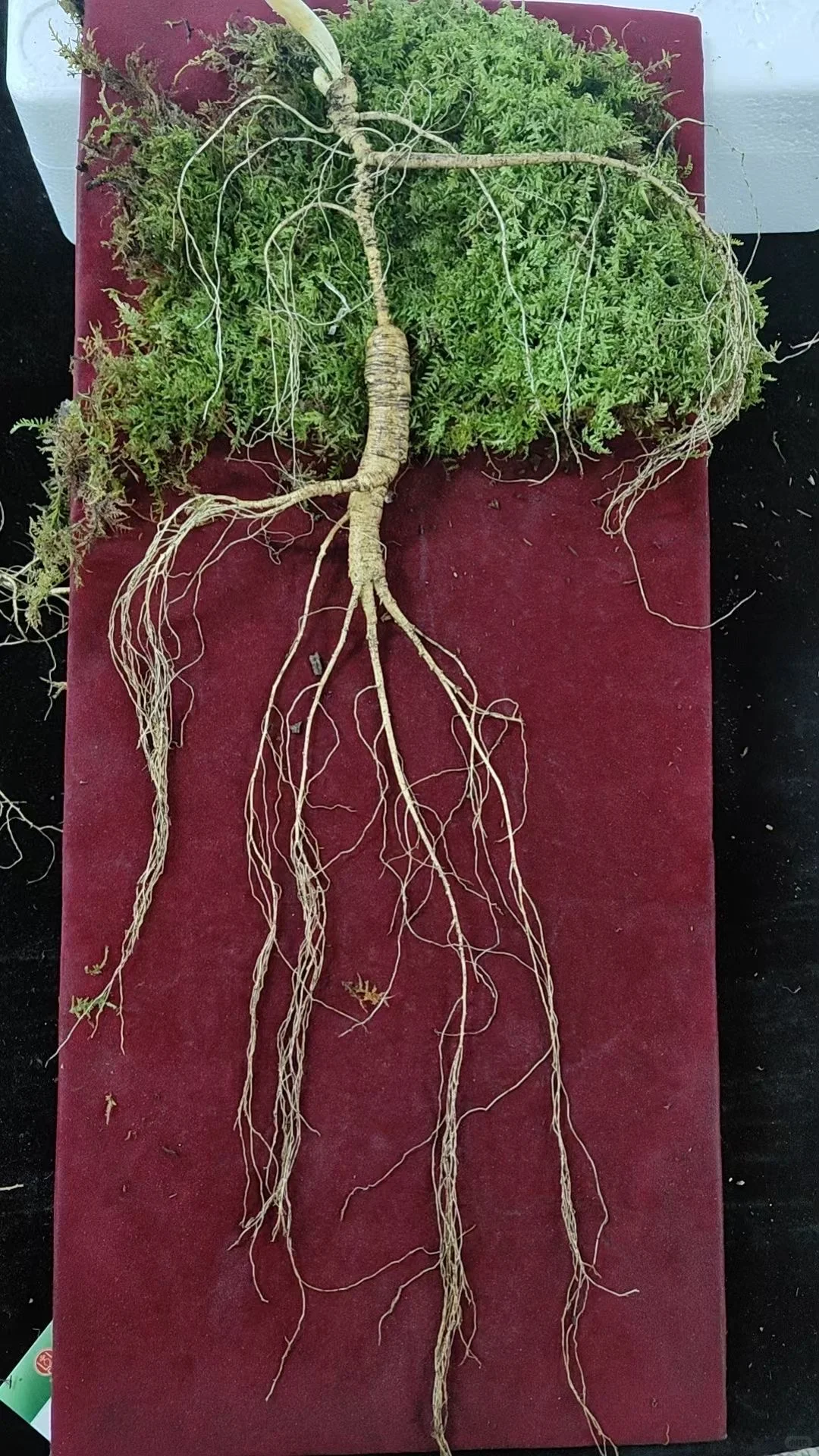 今日份野山参：林下参，超长卢头，喜欢吗