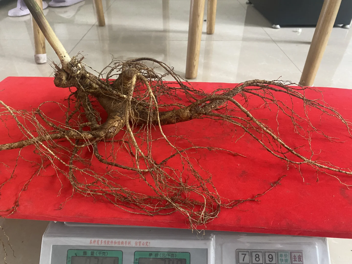 松树林里的林下参真大啊，半斤左右