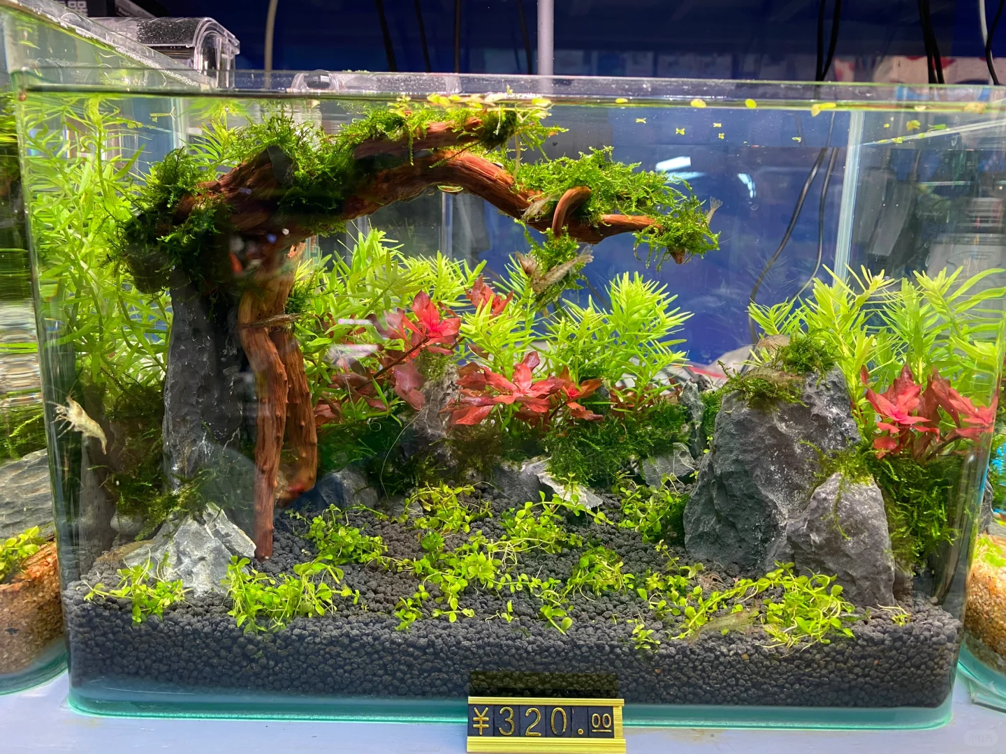 无意间发现一个宝藏花卉市场