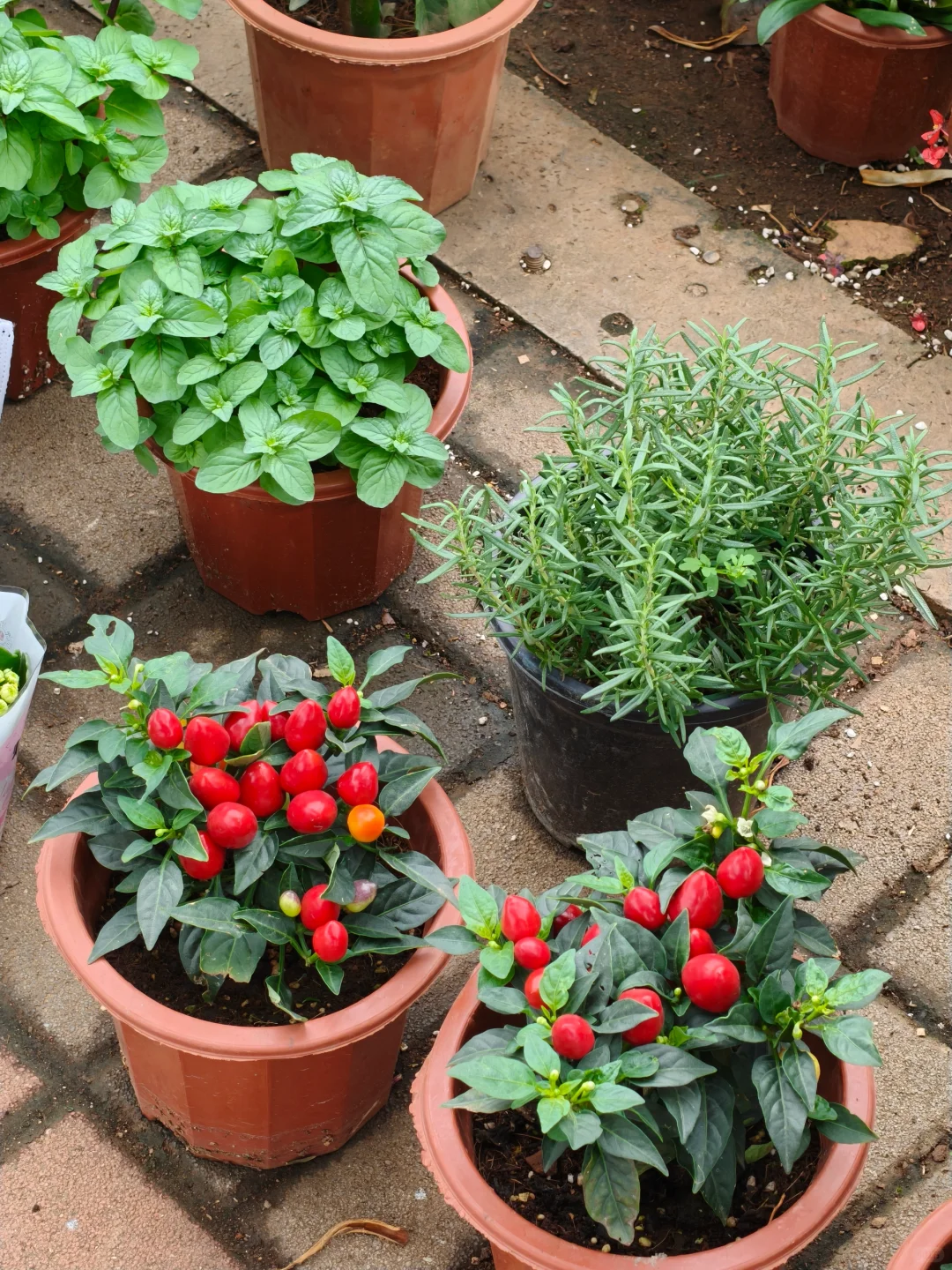 海口椰海大道金福路口绿植花卉市场