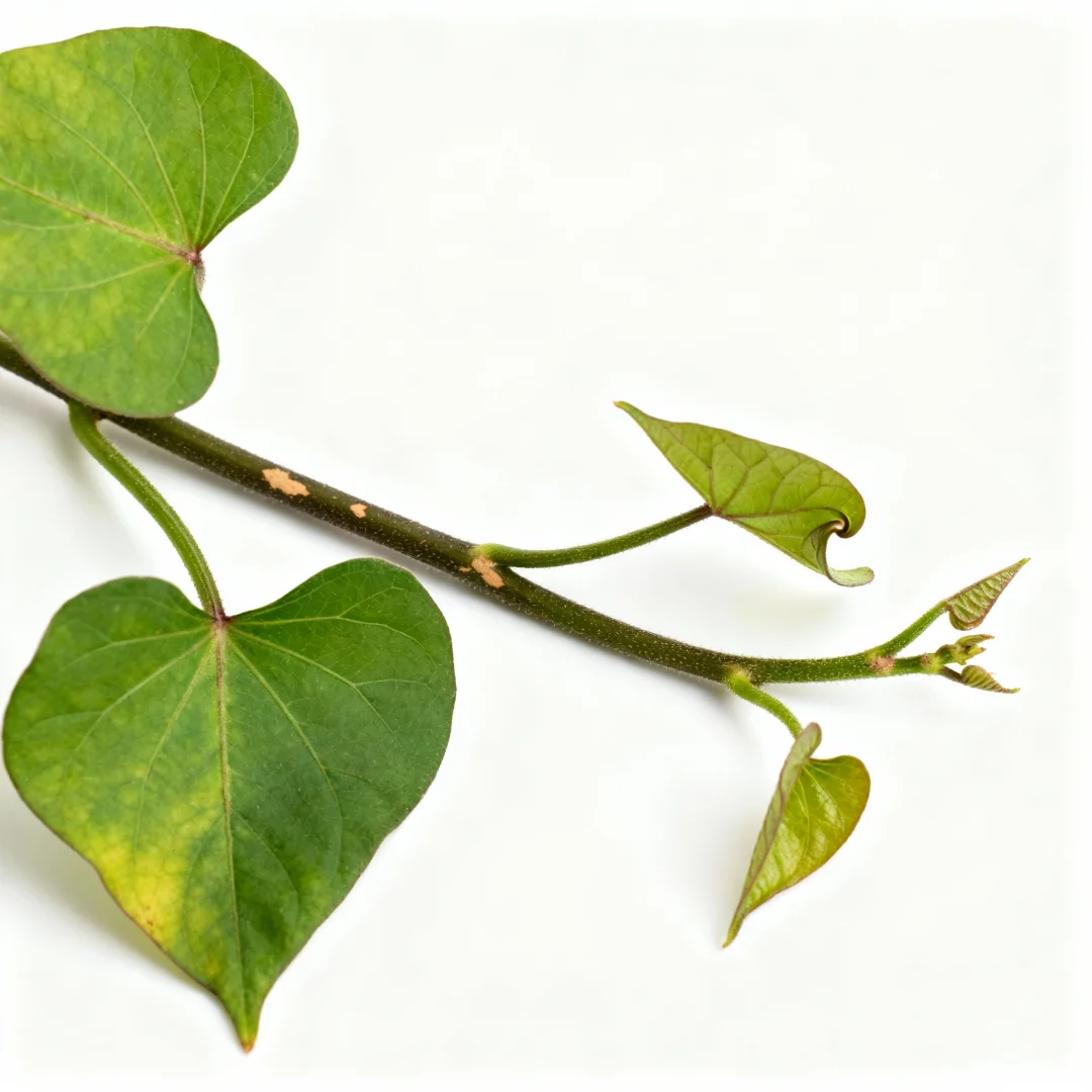 这几种蔬菜苗你还认识几个？