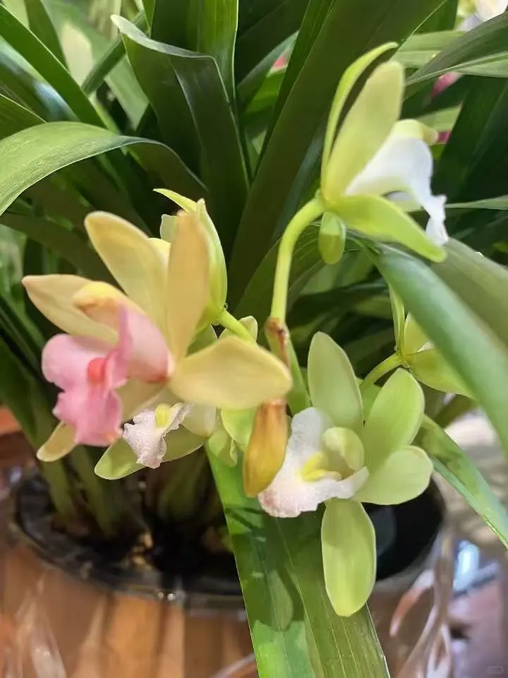 治愈系｜养花如养人,取悦自己