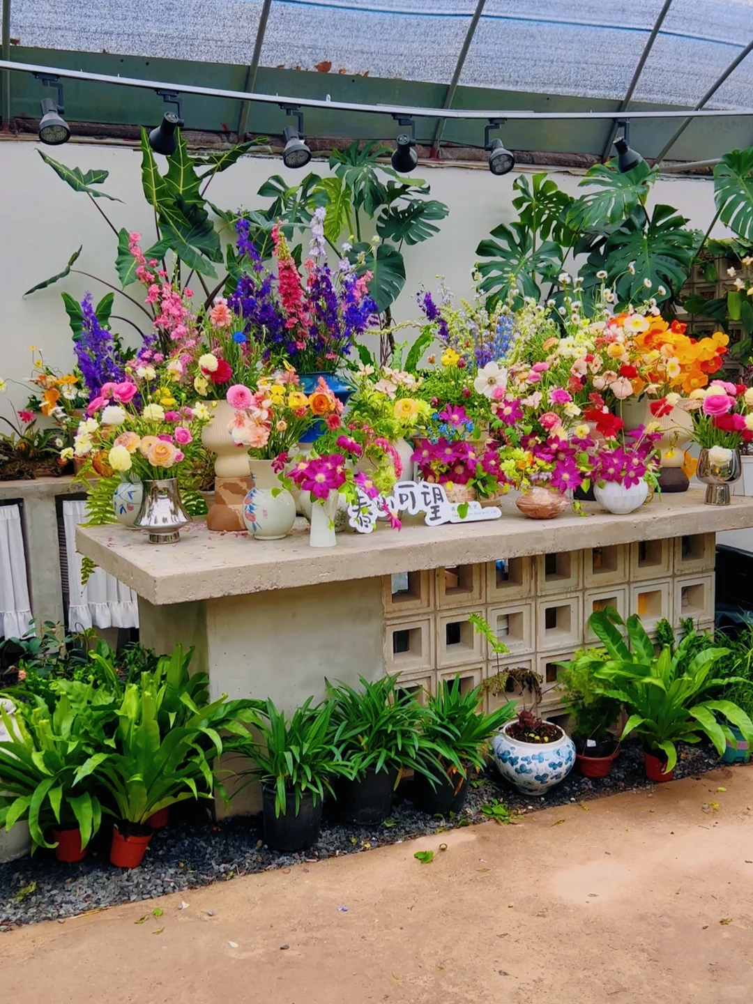 洛阳｜你不知道的买花地儿！(2025 最新实探)