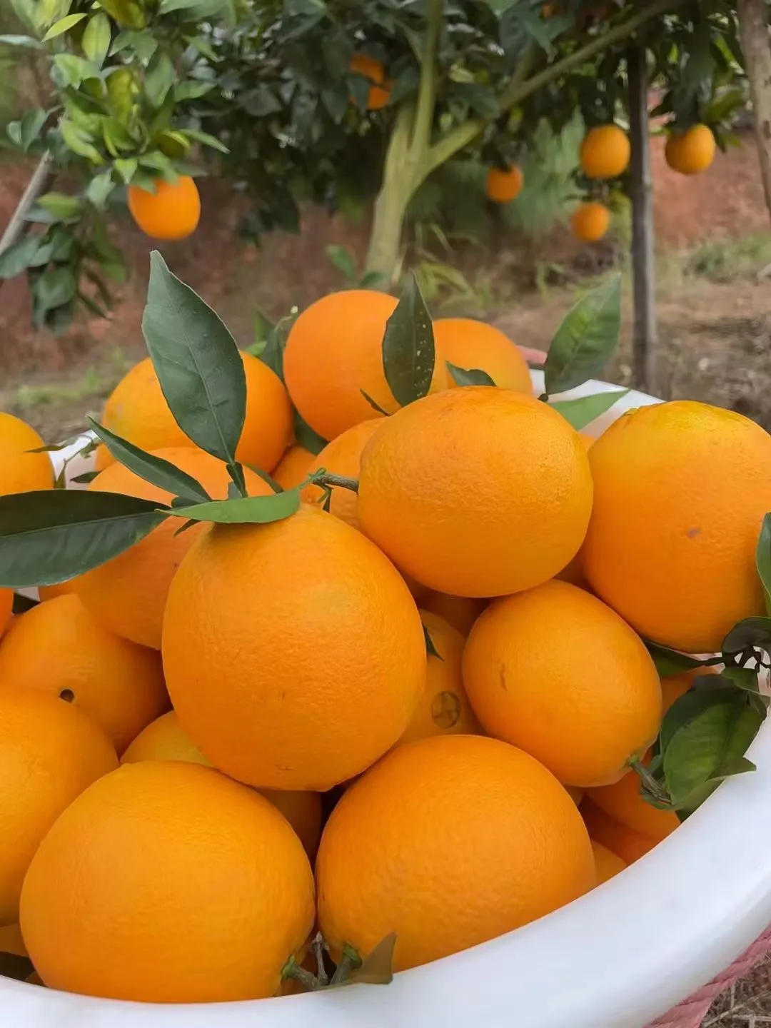 我只是一名大学生 我只是想帮家里分担而已