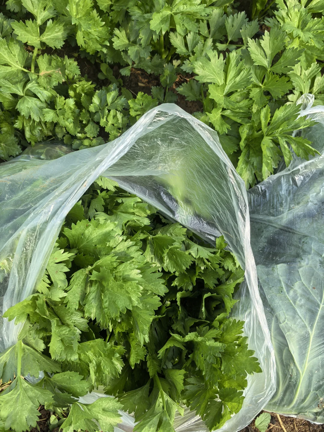 摘菜摘菜，每天现摘现发的蔬菜