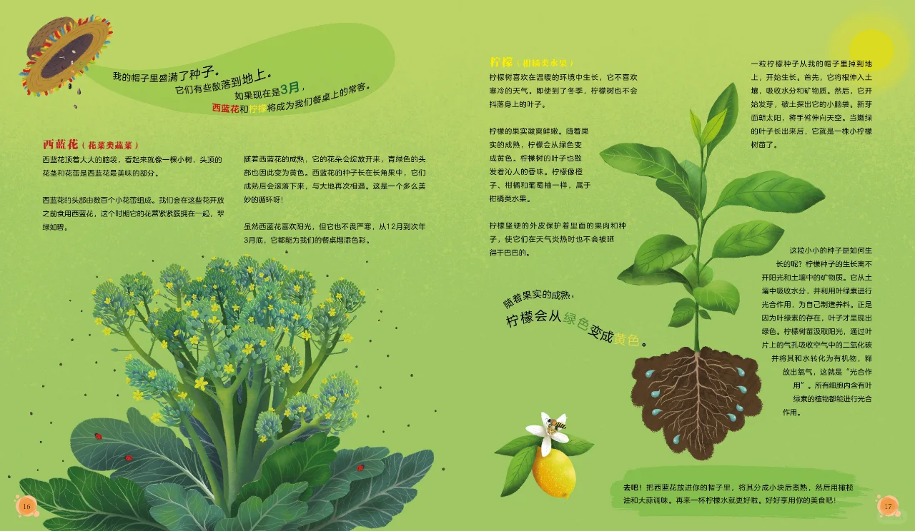 《会播种的帽子》蔬菜水果大集合