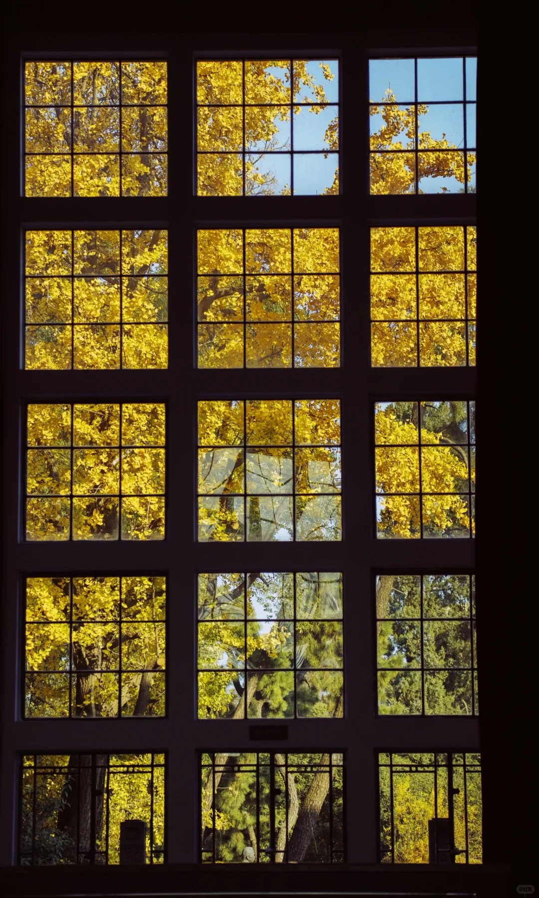 武汉大学银杏之窗