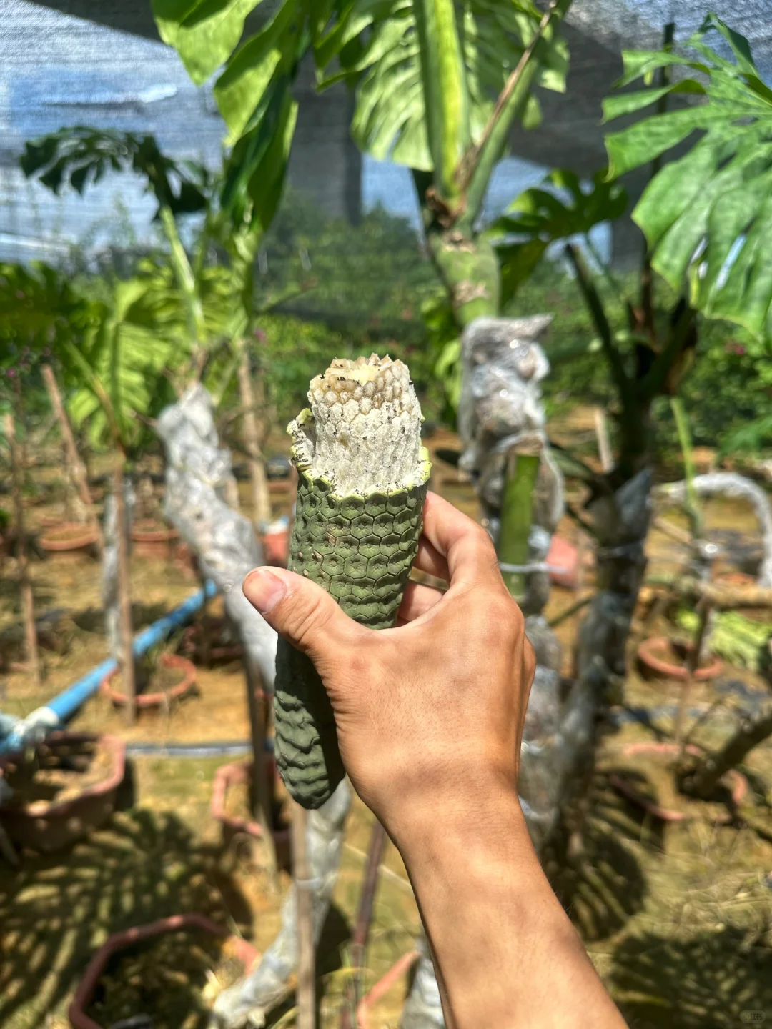 奇异的水果——恶魔果实 龟背竹