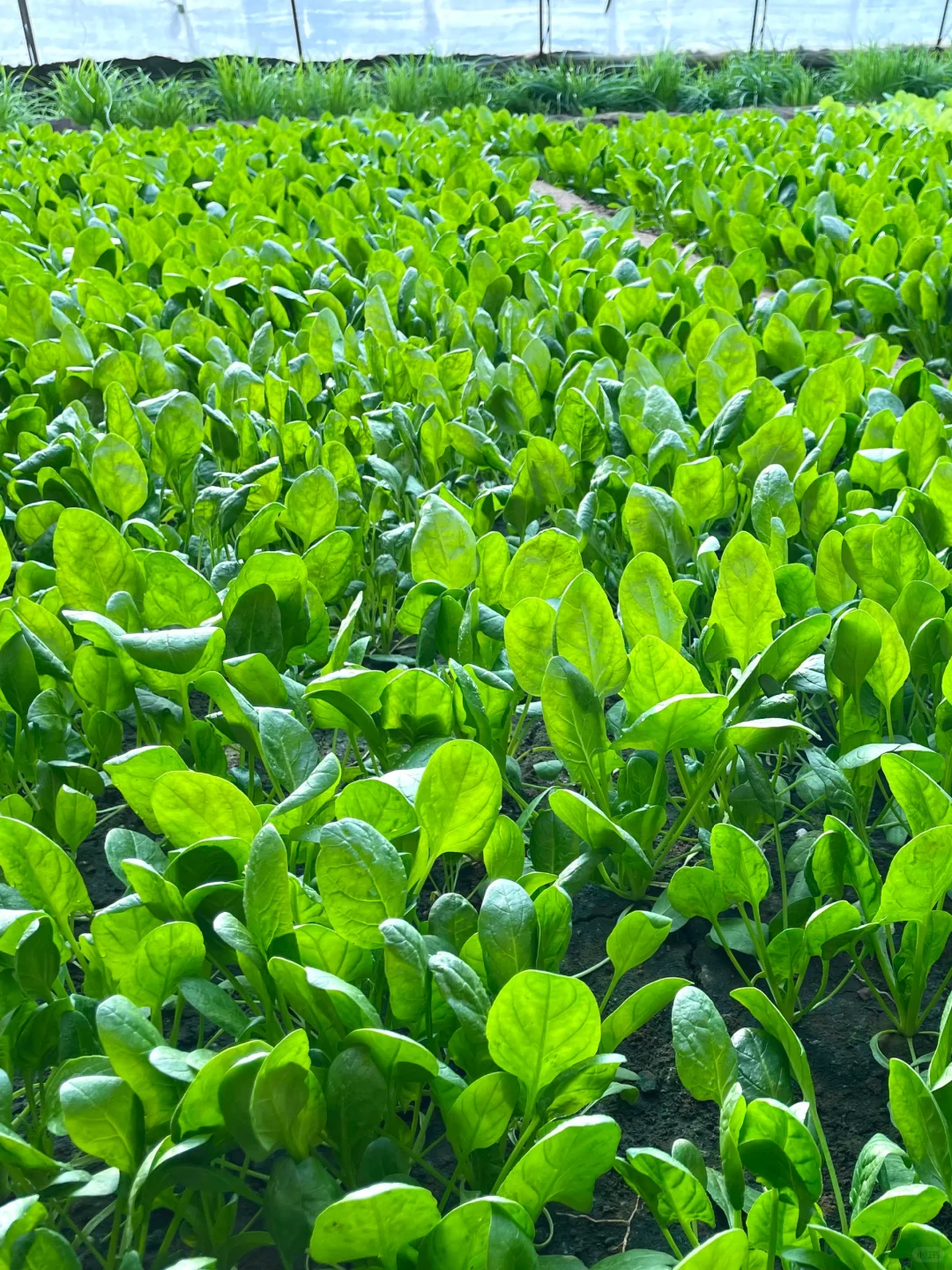 农场主日常采摘｜开始期待春天到来了❗️