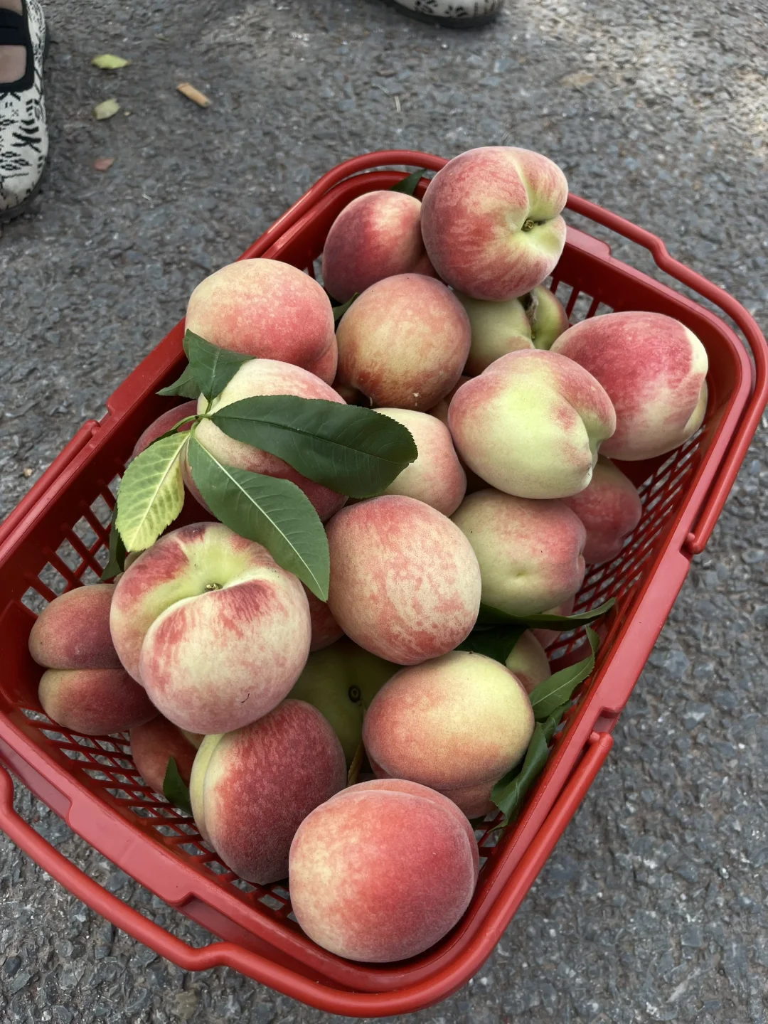 今天摘的桃子，太甜了！