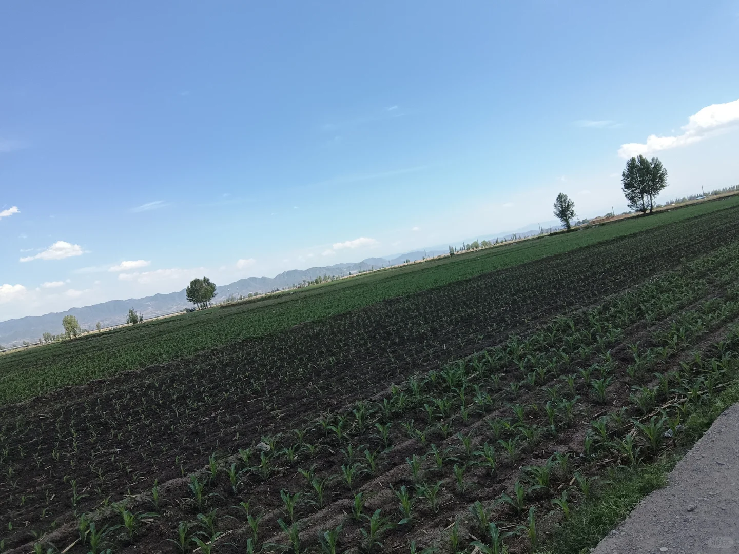 最美的风景在玉米地里