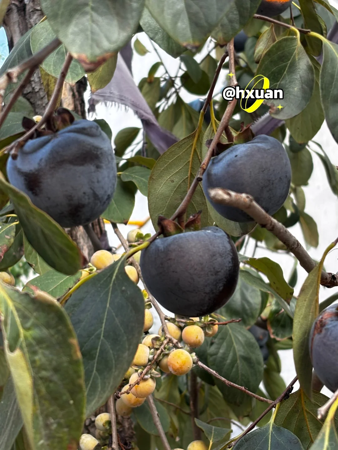 十一是丰收的季节-乡下欢乐多