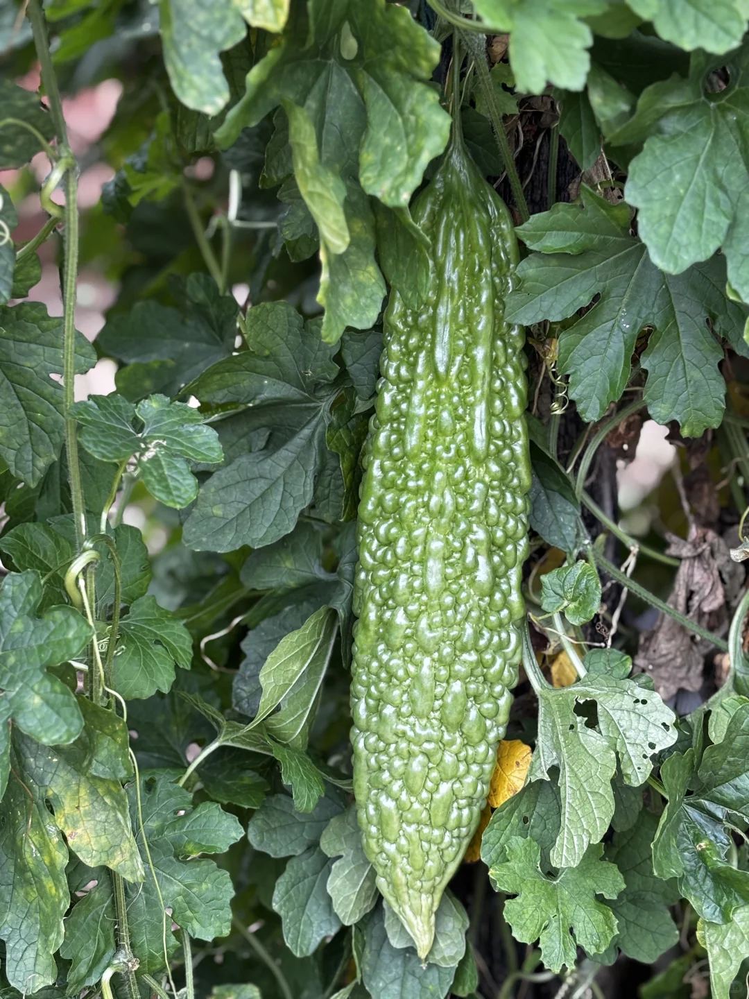 十一是丰收的季节-乡下欢乐多