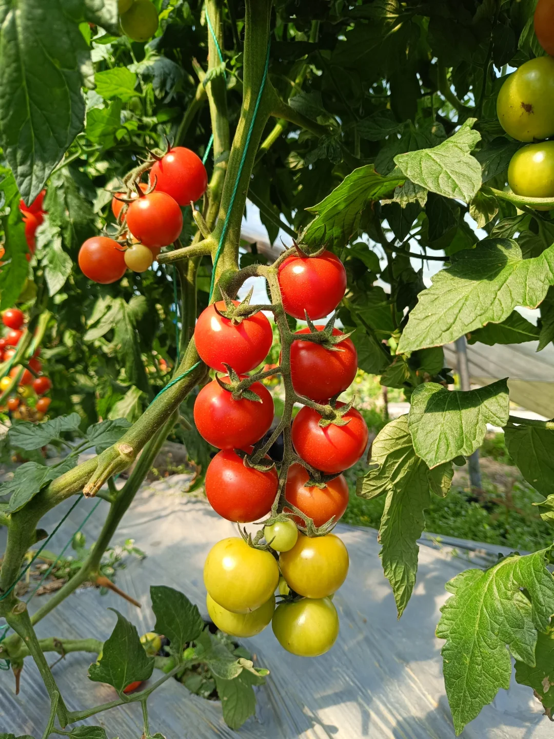 自然成熟的西红柿