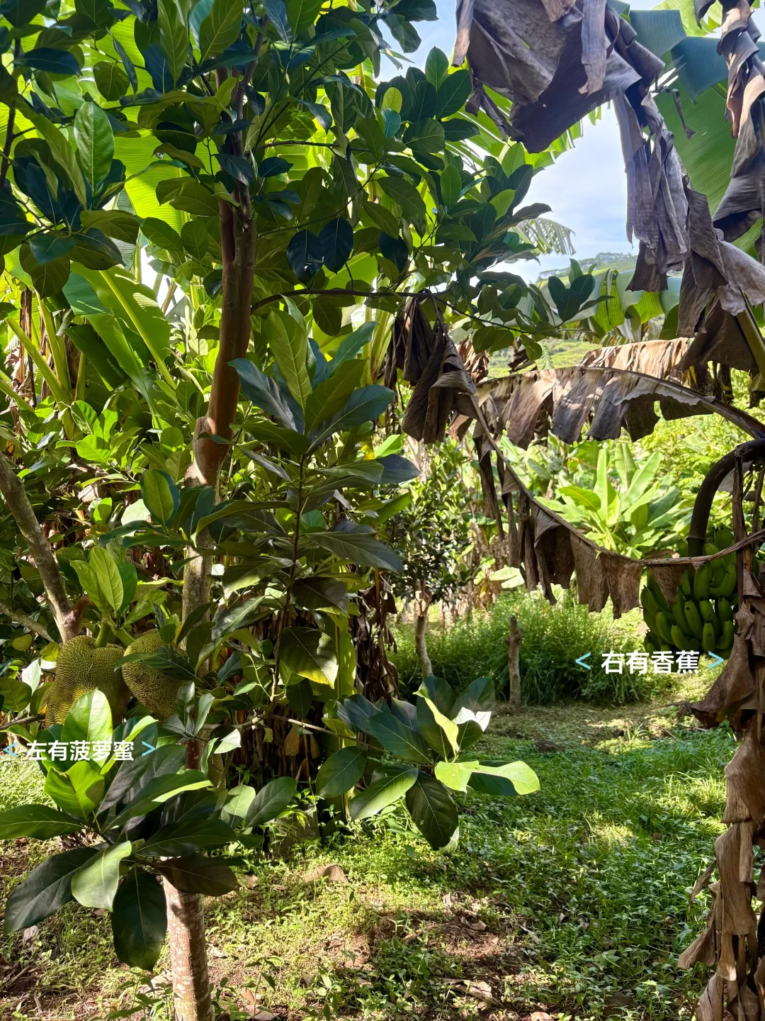 一点遗憾，种的芒果树全生病了?