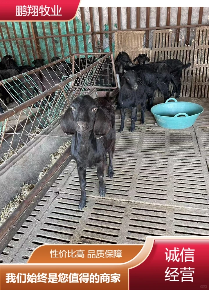 鹏翔牧业奶山羊