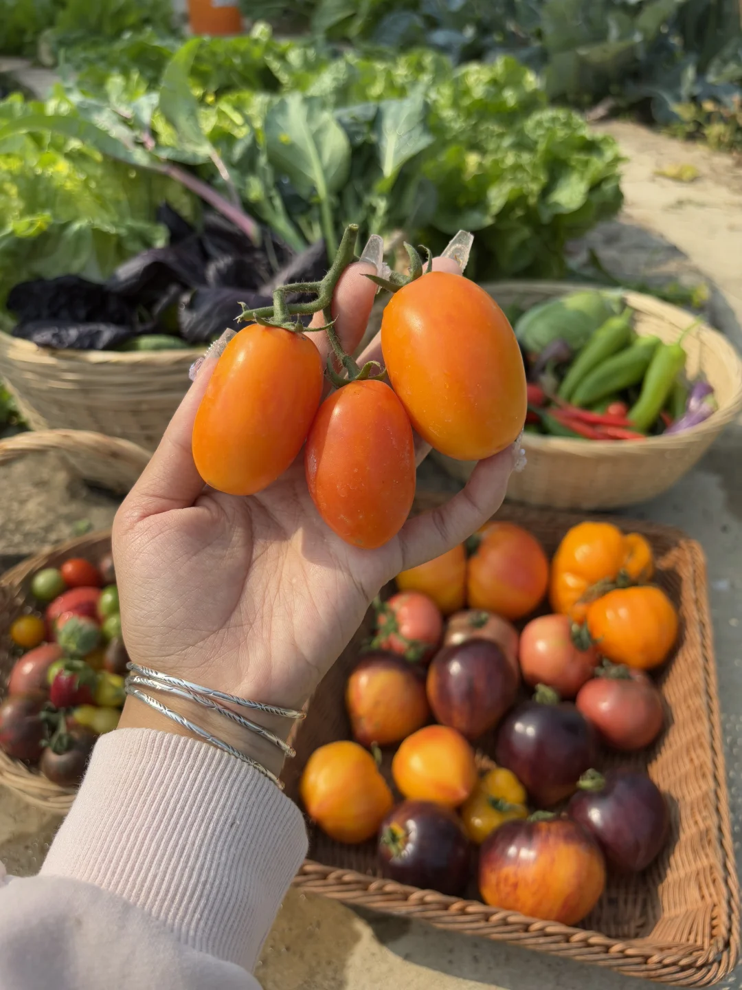 冬天也能收获的满满的蔬果