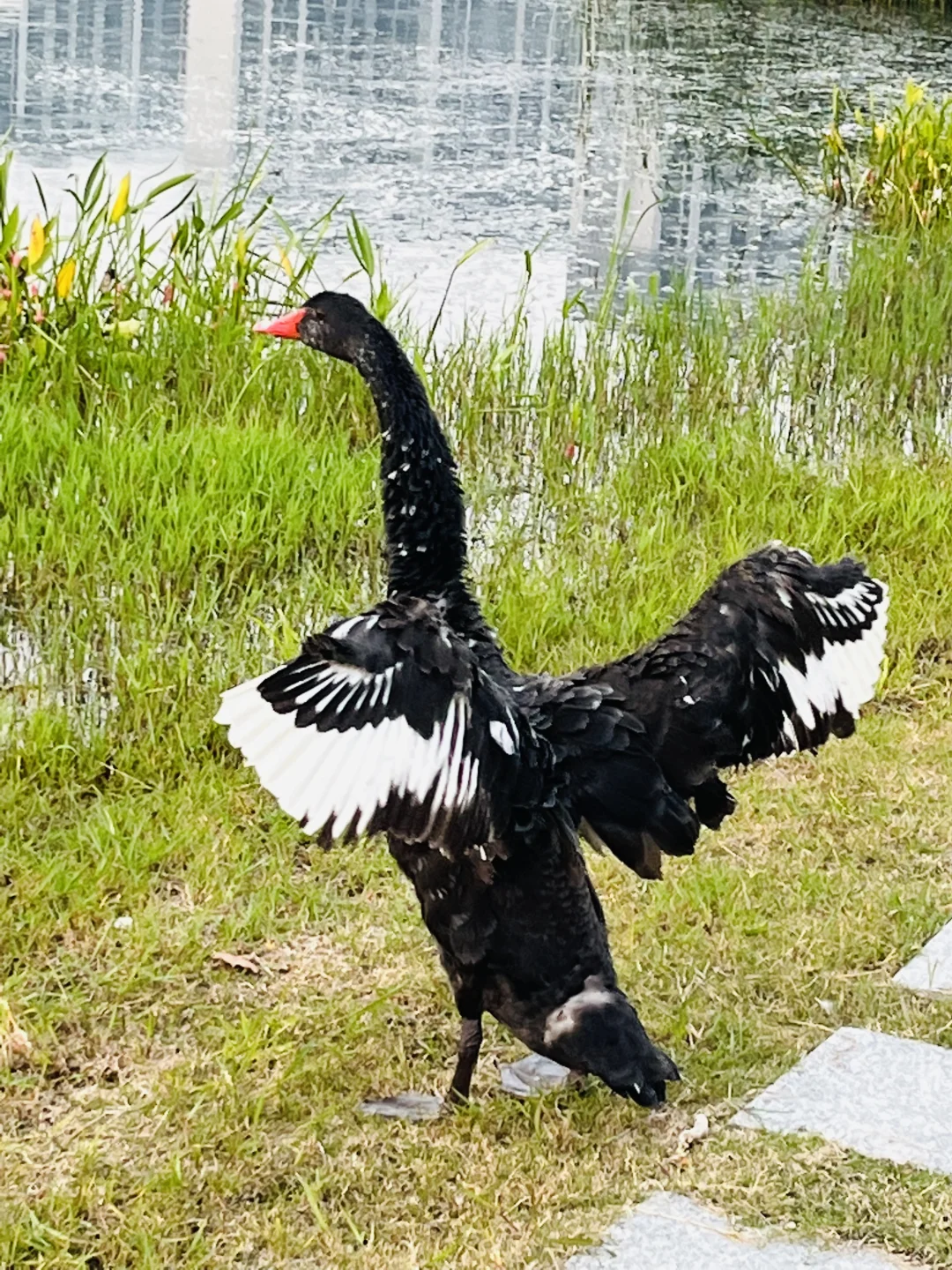大学图书馆湖边的黑天鹅?