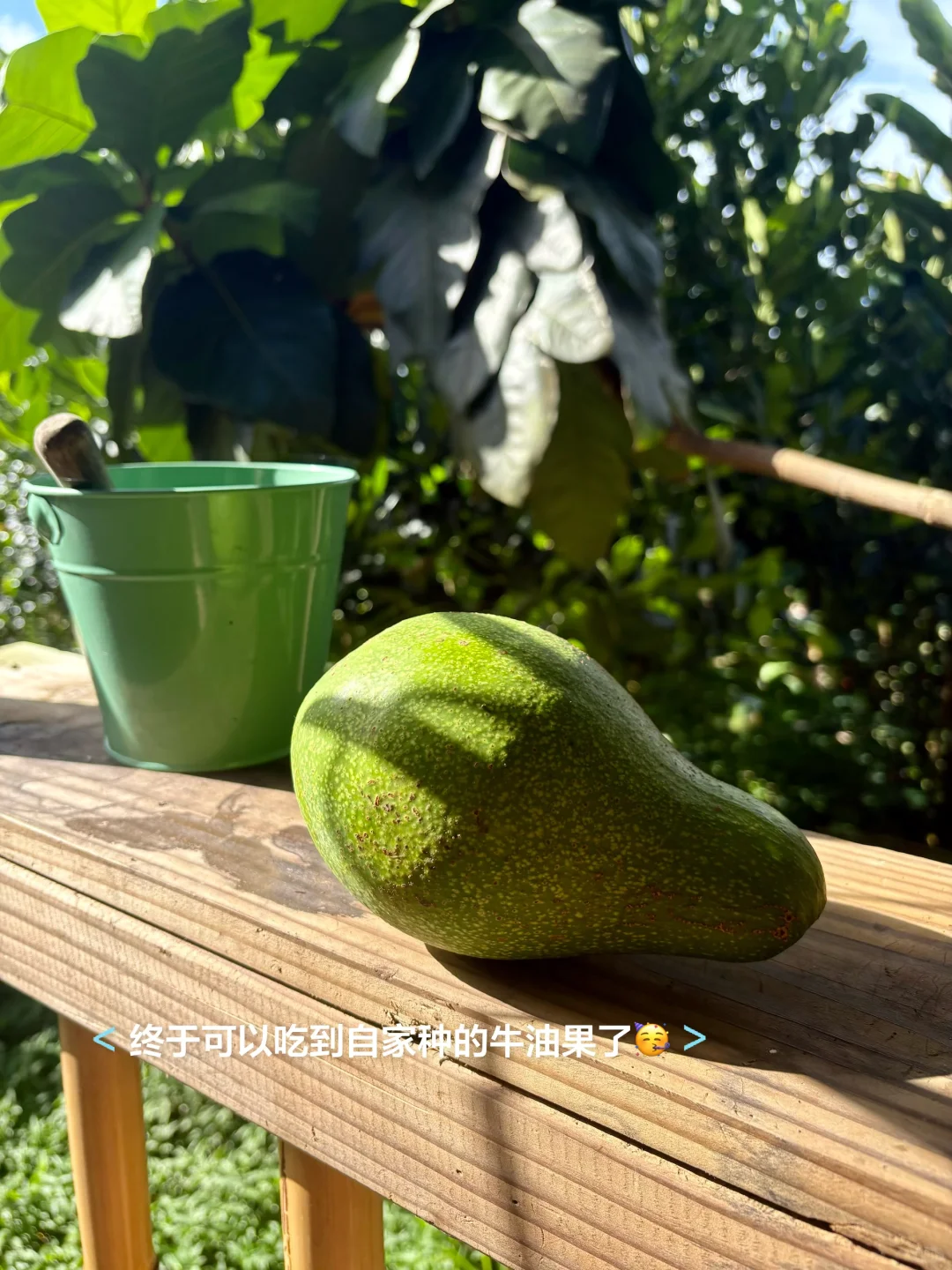 一点遗憾，种的芒果树全生病了?