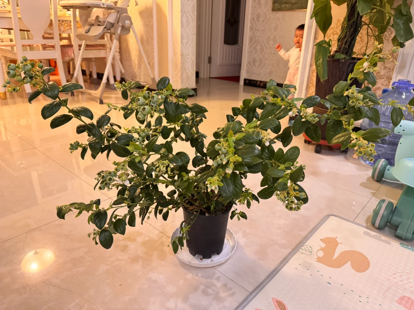 我在封闭阳台养了一盆蓝莓