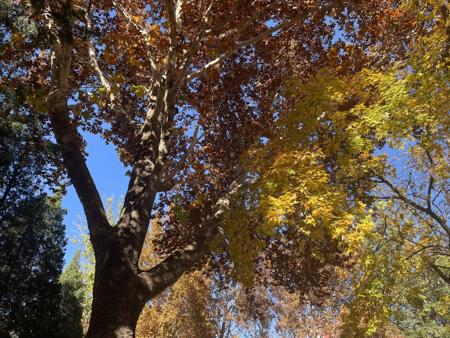 大四那年秋天（二）