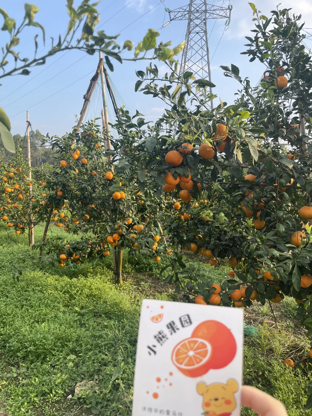 南宁周边20公里 沃柑采摘园