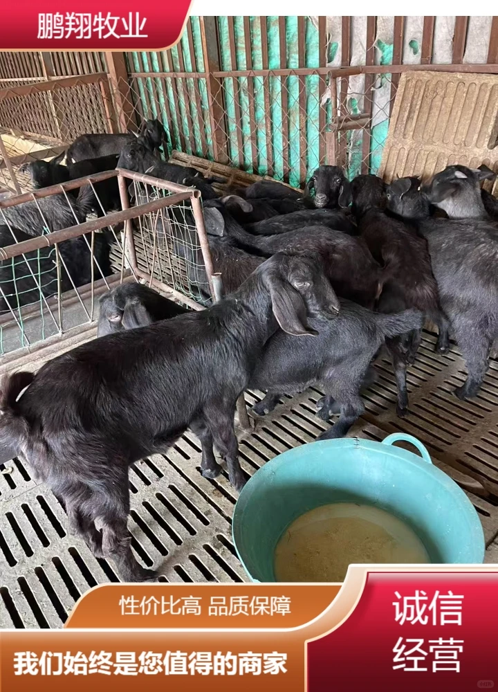 鹏翔牧业奶山羊