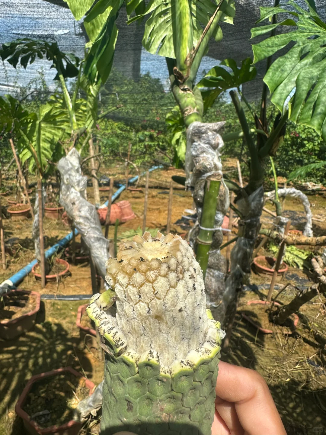 奇异的水果——恶魔果实 龟背竹