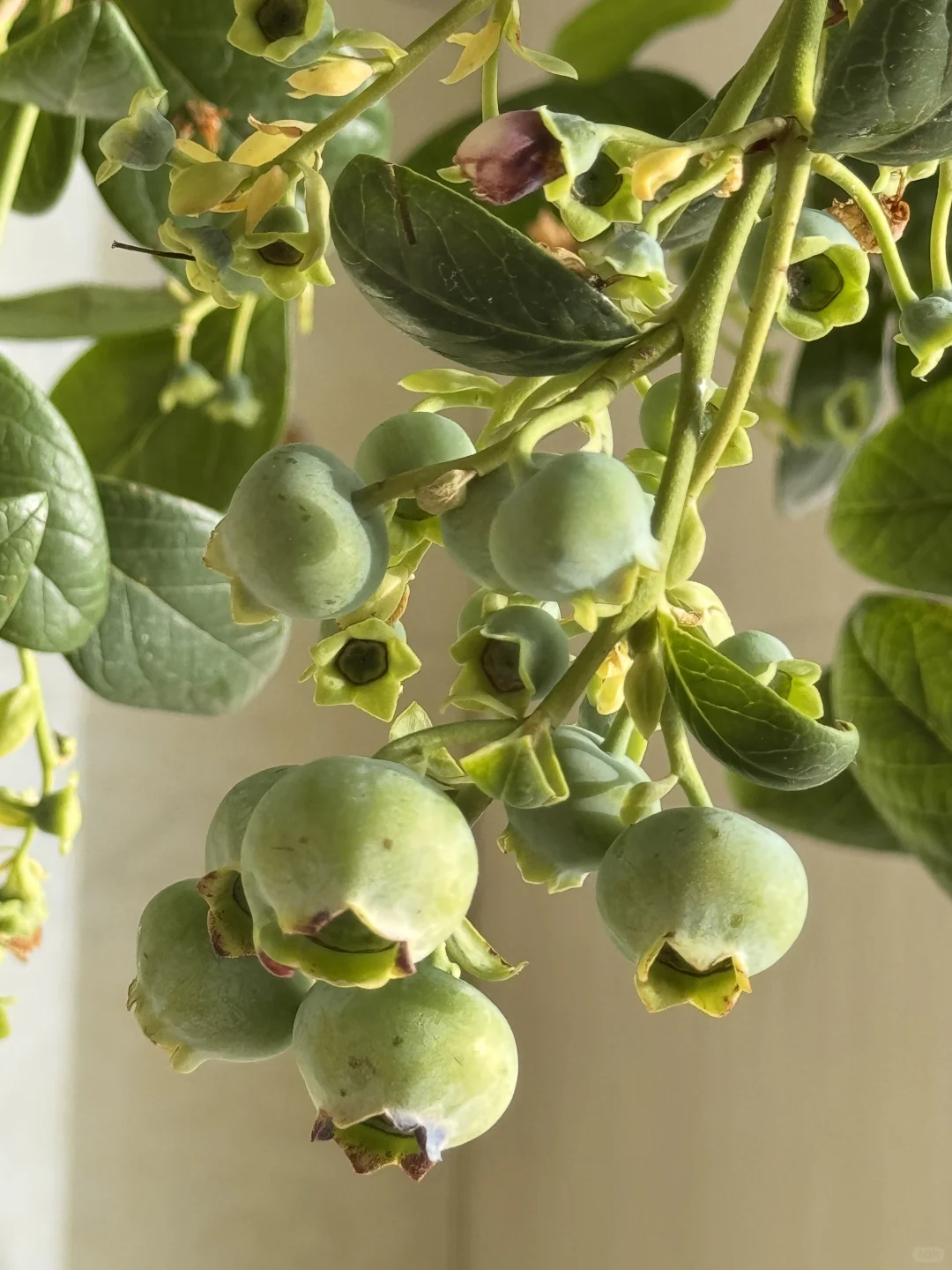 我在封闭阳台养了一盆蓝莓