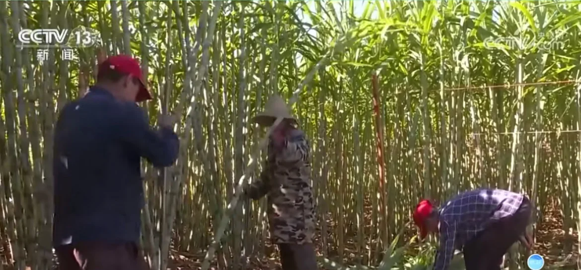 有老板收大田雪蔗嘛？