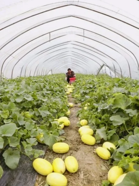 这个夏天不能错过的农场水果~