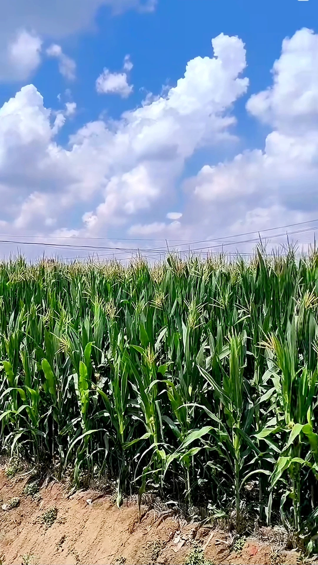 玉米今年滞销了?爸妈让我来卖…8.8一箱